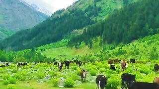 status,status video,status song,status whatsap,beast song,good song,video,natural 582