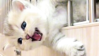 Cute Kitty 6