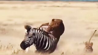 A zebra running away from a herd of lions