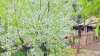 status,status video,status song,status whatsap,beast song,good song,video,natural 615