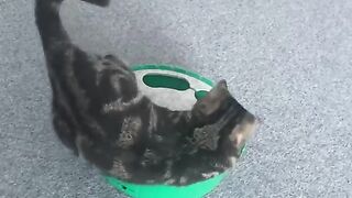 Cat Super fun