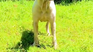 status,status video,status song,status whatsap,beast song,good song,video,natural 651