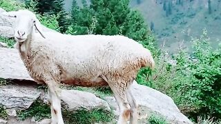 status,status video,status song,status whatsap,beast song,good song,video,natural 670