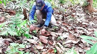 Rare fruit containing diamonds