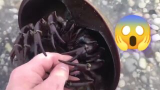 Horseshoe crabs are actually harmless despite their terrifying looks