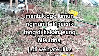 ayam broiler || kata kata lucu 519