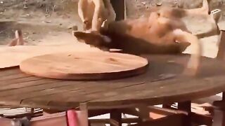 Australia: Where you get to watch two Roo’s in a boxing match on the back patio with your morning cup of joe.
