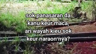ayam broiler || kata kata lucu 523