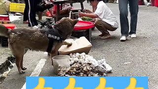 #Animals_What_a_smart_dog_#short????????????