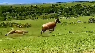 Cheetah_attack_baby_antelope_#animals_#wildlife_#cheetah_#shorts(480p).