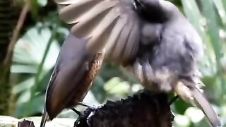 Burung_unik_dari_papua_#alam_#birds_#satwa_#nature_#konservasi_#wildlife_#birdnest_#birdsounds(480p).