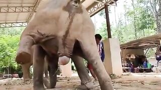 [ANIMALS] Pregnant Elephant