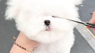 Petite coiffure chic