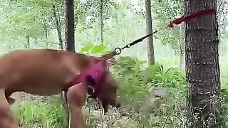 Chien intelligent 2