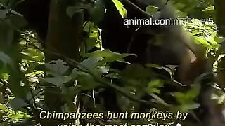 Chimpanzé chasse singe