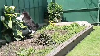Funny moments with cats