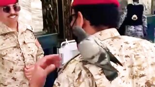 Masha_Allah_ek_Kabotar_ki_muhabbat___Jub_Pahli_Nazar_????__Meri_Us_kabe_py_Jaigi ????????????????????