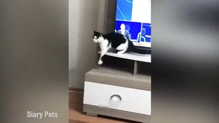 Funny animals  just laugh at cats and dogs ????????
