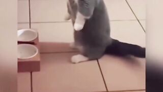 Treating confusing behavior in cats and animals. Watch this confusing animal