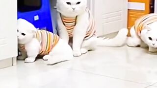 Treating confusing behavior in cats and animals. Watch this confusing animal behavior