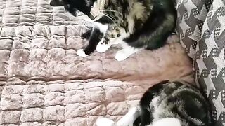 animals. Watch this