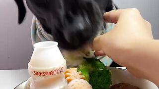 Eating steak today~ #Labrador #EatingBroadcast #Dog