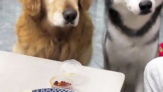 #Don't worry, dog _????????????????????