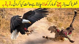 کیمرے میں ریکارڈ ہونے والے باز کے سب سے خطرناک حملے | Best Eagle Attacks Caught on Camera