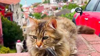 The beautiful and calm cat