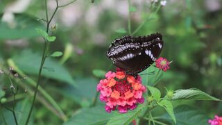 Butterfly 13
