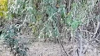 Python volé