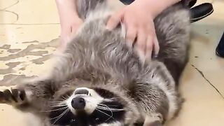 Raccoon being massaged