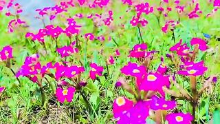 status,status video,status song,status whatsap,beast song,good song,video,natural 769