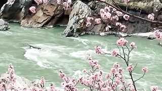 status,status video,status song,status whatsap,beast song,good song,video,natural 796