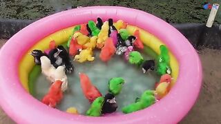 Hens Chicks Swimming Pools Kids Cleaning Legs of Colour Chick Video _