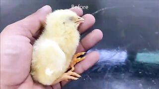 Hens Chicks Swimming Pools Kids Cleaning Legs of Colour Chick Video _ 2