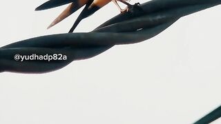 birds singing in the morning