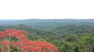 Tiger attack school children in the forest Royal bengal tiger attack, tiger attack in jungle(360p).