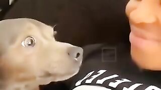 Les chiens "amour"