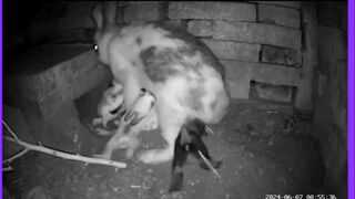 How rabbit hide its baby from danger,Incredible????!