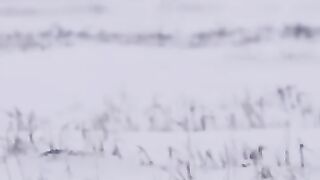 Le renard des neiges