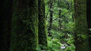 Después de la lluvia, caminamos por el bosque para disfrutar de sus fragancias y sentir la