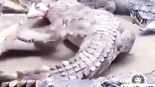 Bagarre de crocodile