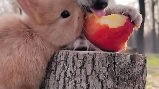 Cute dog and rabbit. So cute. Please subscribe