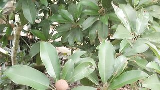 Buah Sawo 2