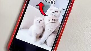 Vld Funny 6