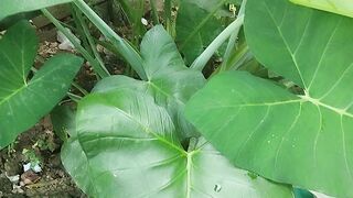 Daun Talas Kembang Kates