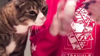 Watch the Hilarity unfold as Cats and Dogs try to join in on the makeup Fun