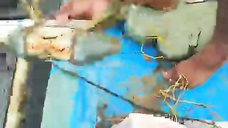 Crabes de boue 2