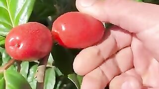 Unique cherry fruit